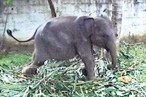 baby-elephant.jpg