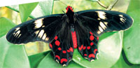 crimson-rose.jpg