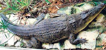 crocodile.jpg