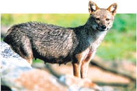 jackal.jpg